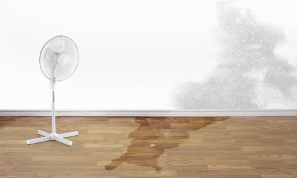 Best Water damage restoration near me  in White City, FL